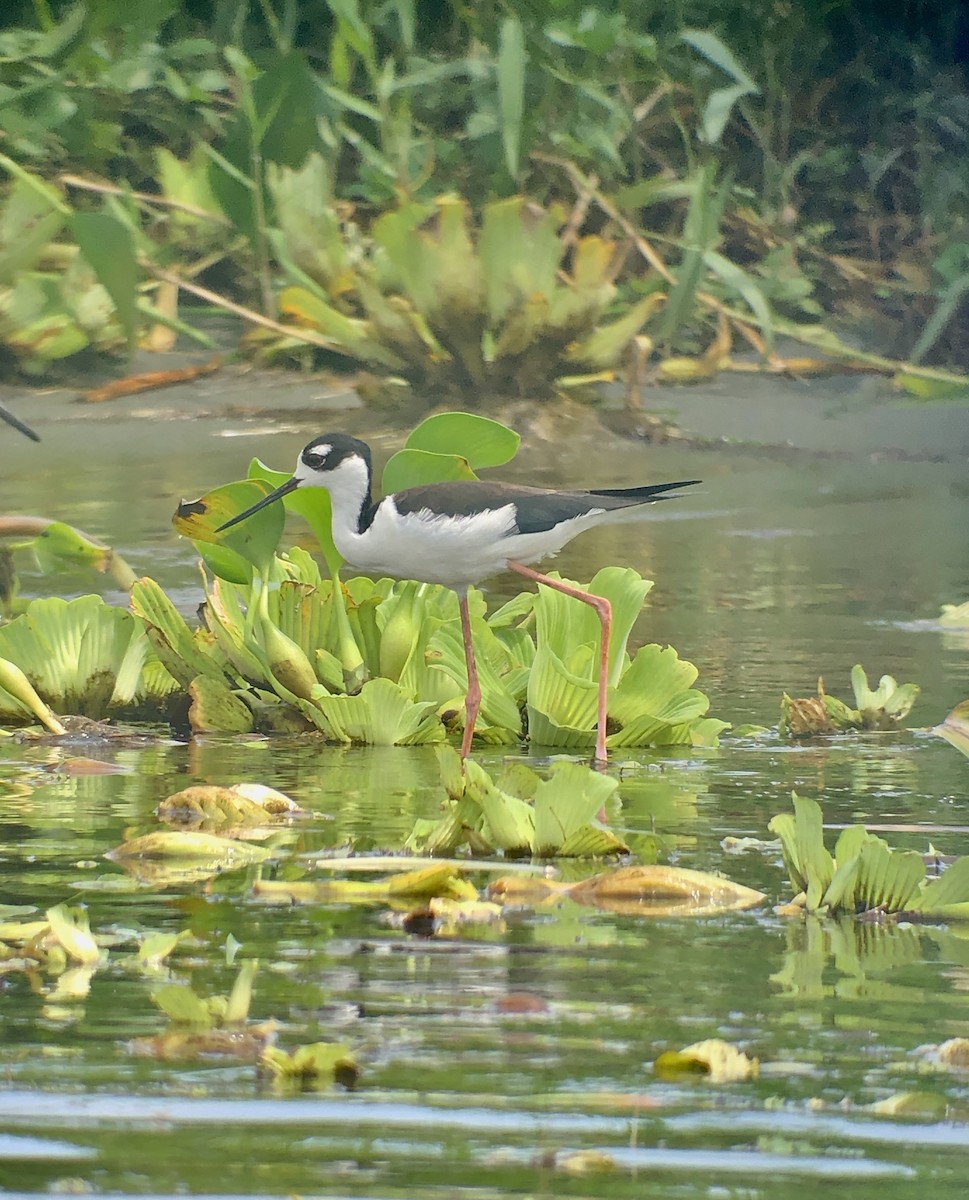 eBird Central America Checklist 3 Sep 2023 Boca del Río Changuinola