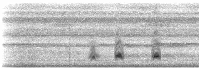 Анаперо смугастохвостий (підвид latifascia) - ML608611799