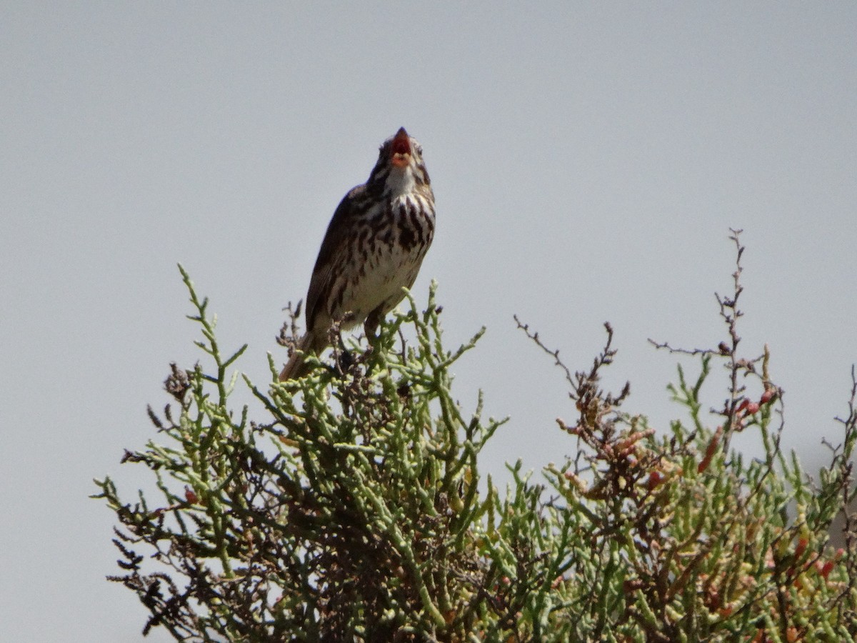 Savannah Sparrow (Large-billed) - ML608611816
