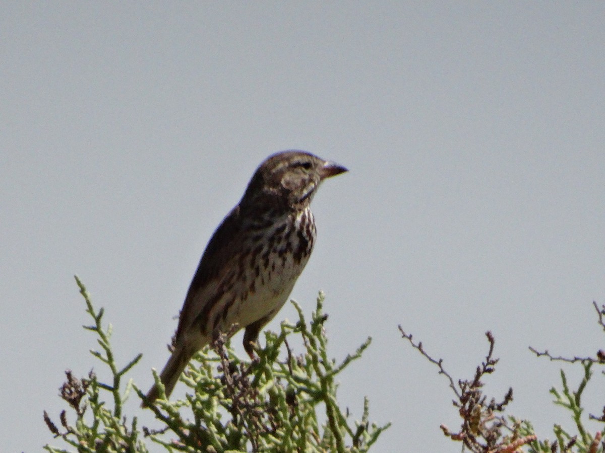 Savannah Sparrow (Large-billed) - ML608611843