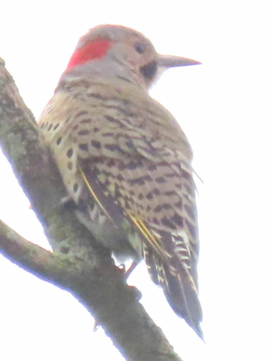 Northern Flicker (Yellow-shafted) - ML608612797