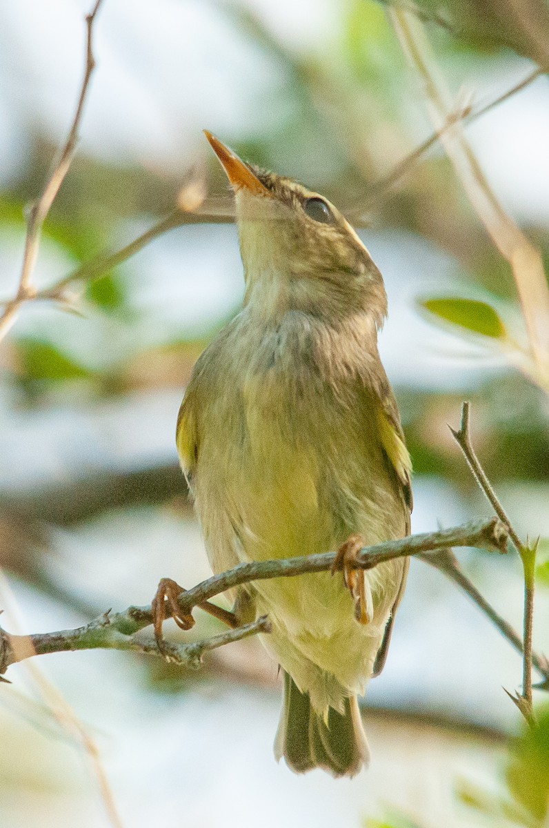 Two-barred Warbler - ML608612874