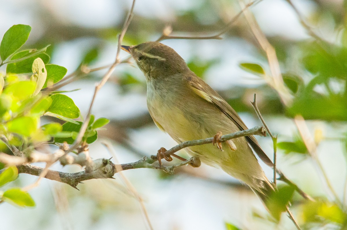Two-barred Warbler - ML608612878