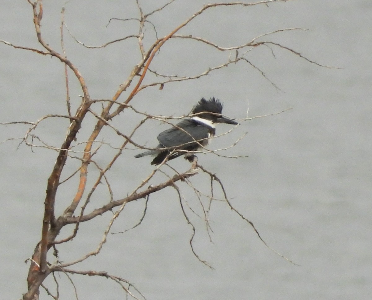 Belted Kingfisher - ML608613017