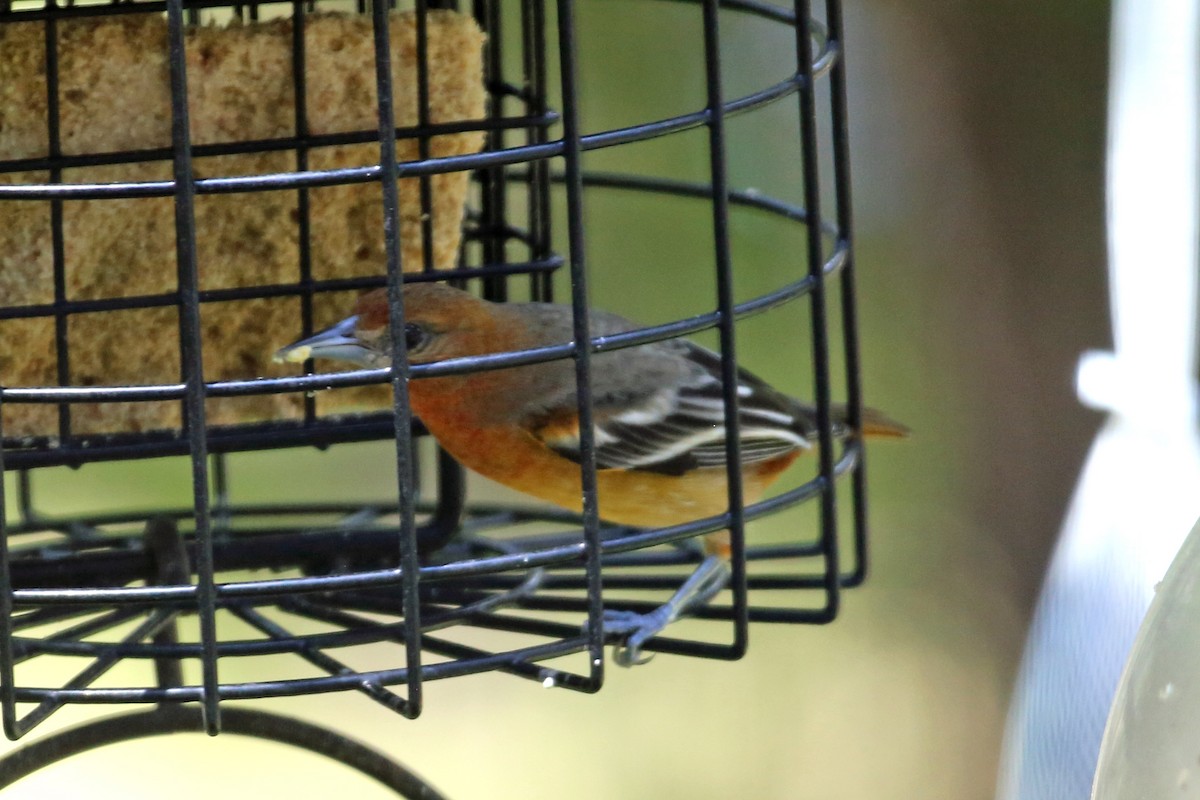 Baltimore Oriole - ML608613067