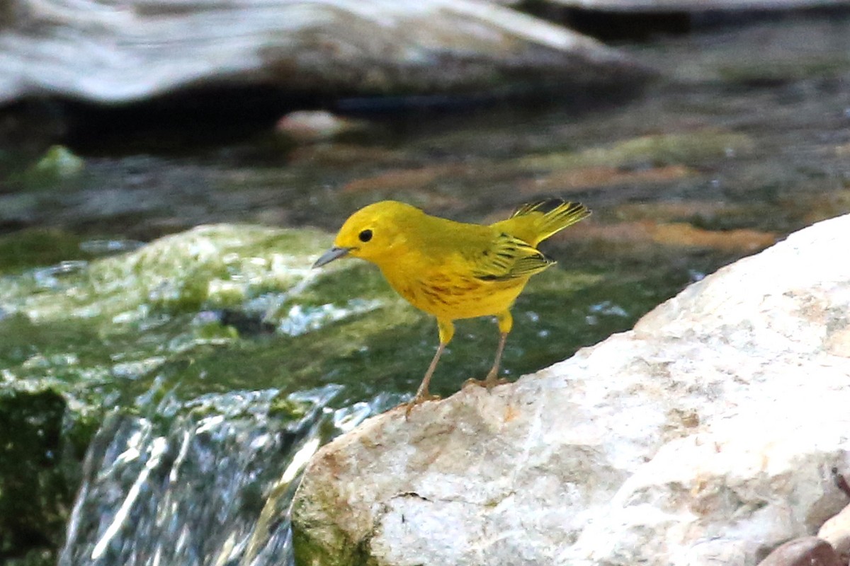 Yellow Warbler - ML608613077