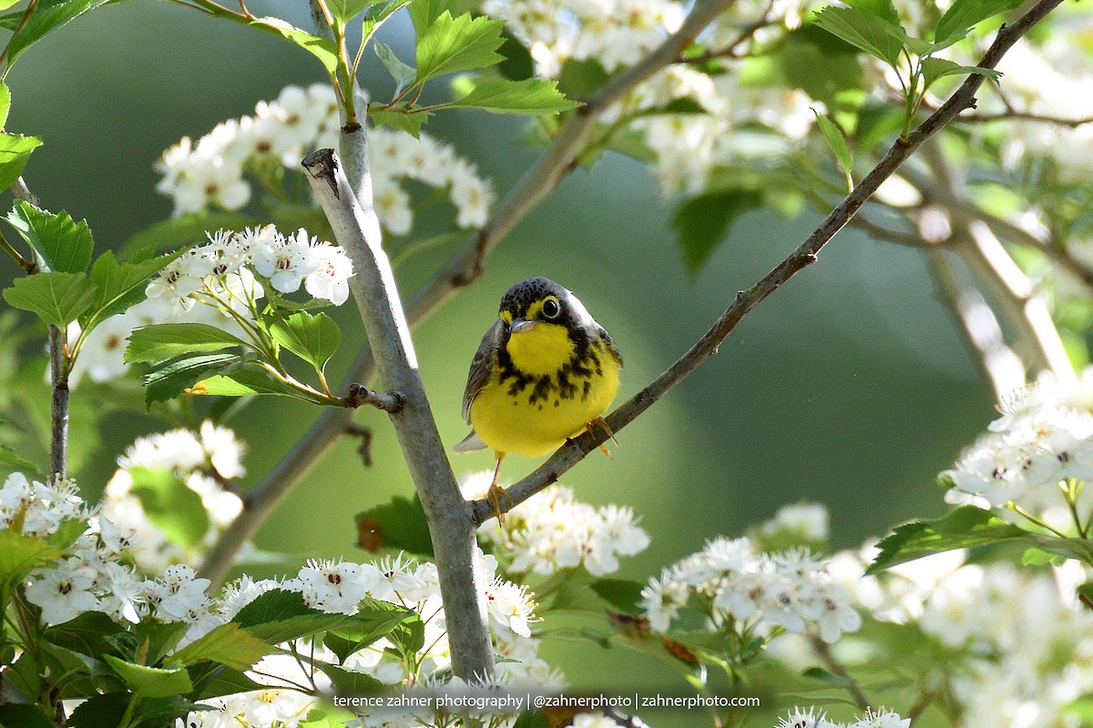 Canada Warbler - terence zahner