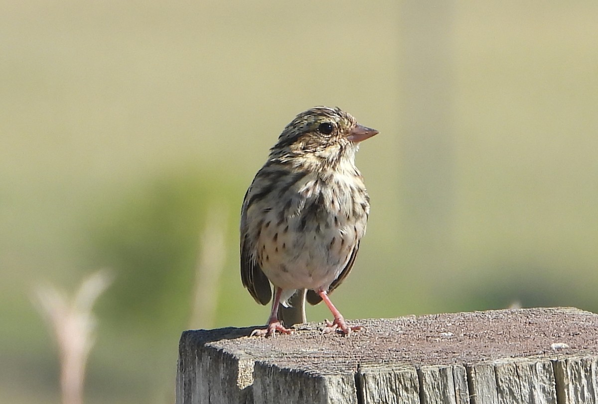Savannah Sparrow - ML608613756