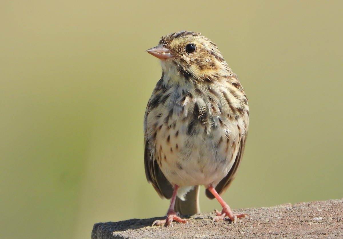 Savannah Sparrow - Bonnie Heinecke