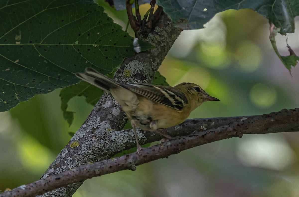 Bay-breasted Warbler - ML608614023