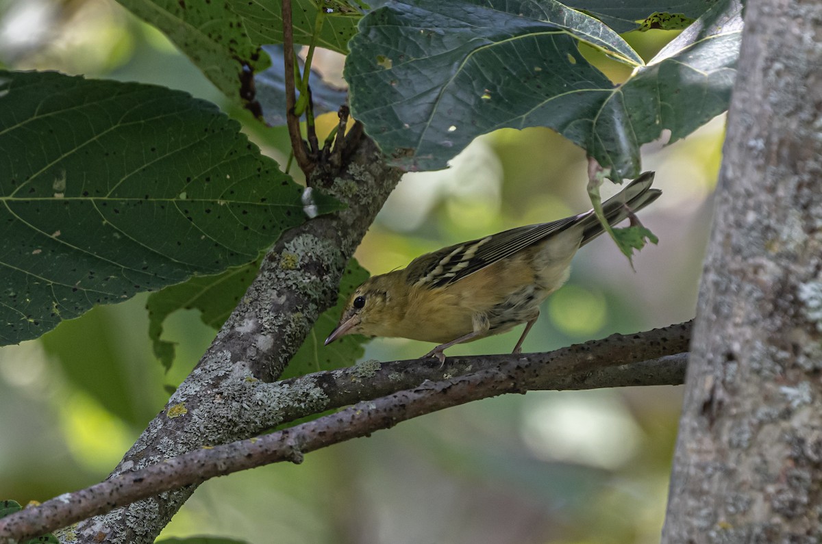 Bay-breasted Warbler - ML608614024