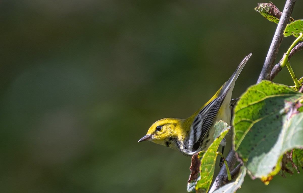 Black-throated Green Warbler - thomas berriman