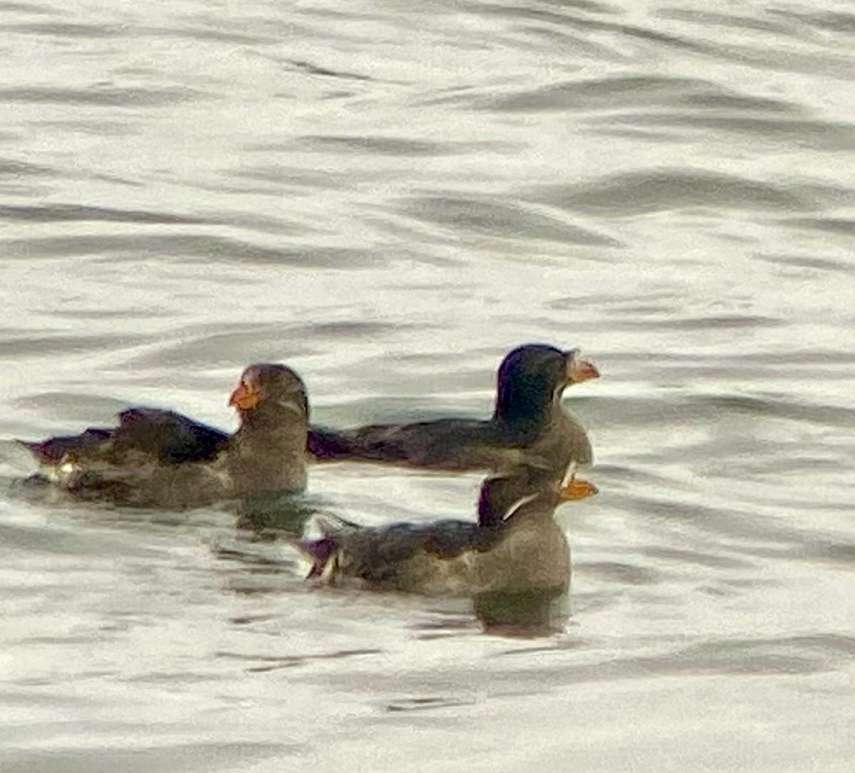 Rhinoceros Auklet - ML608614709