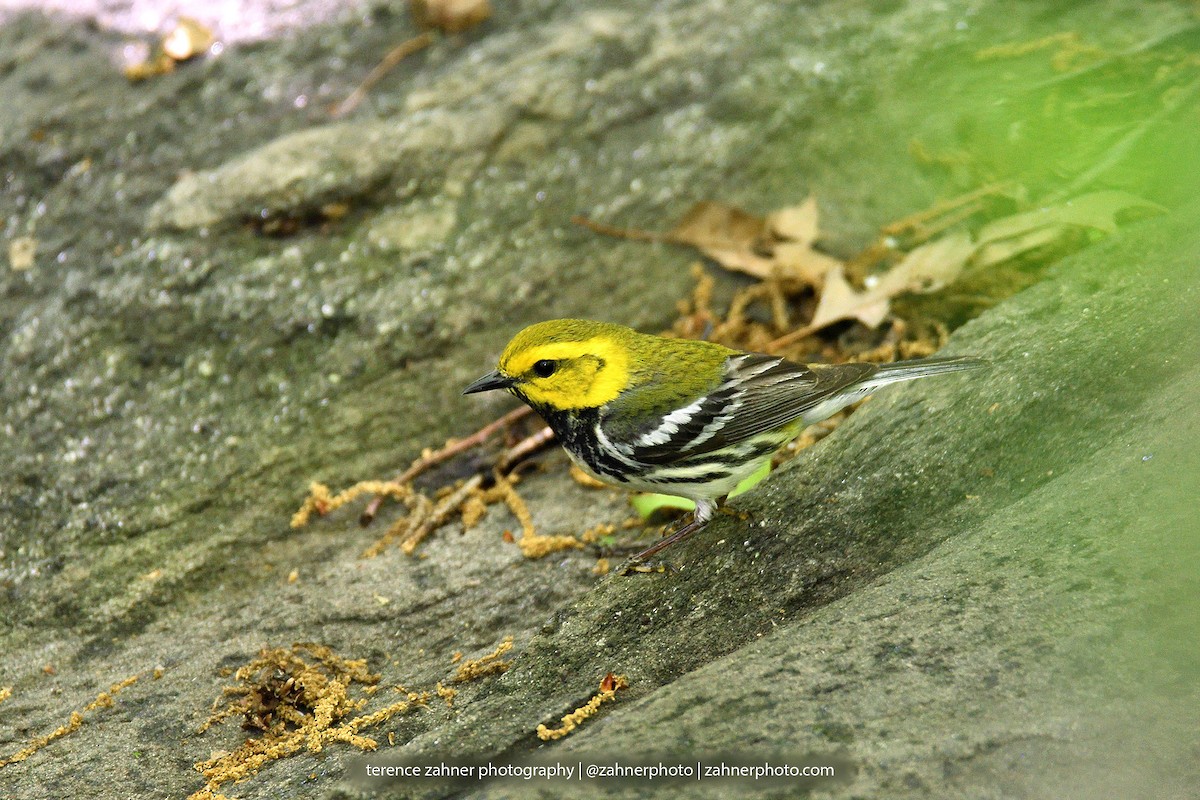 Black-throated Green Warbler - ML60861471