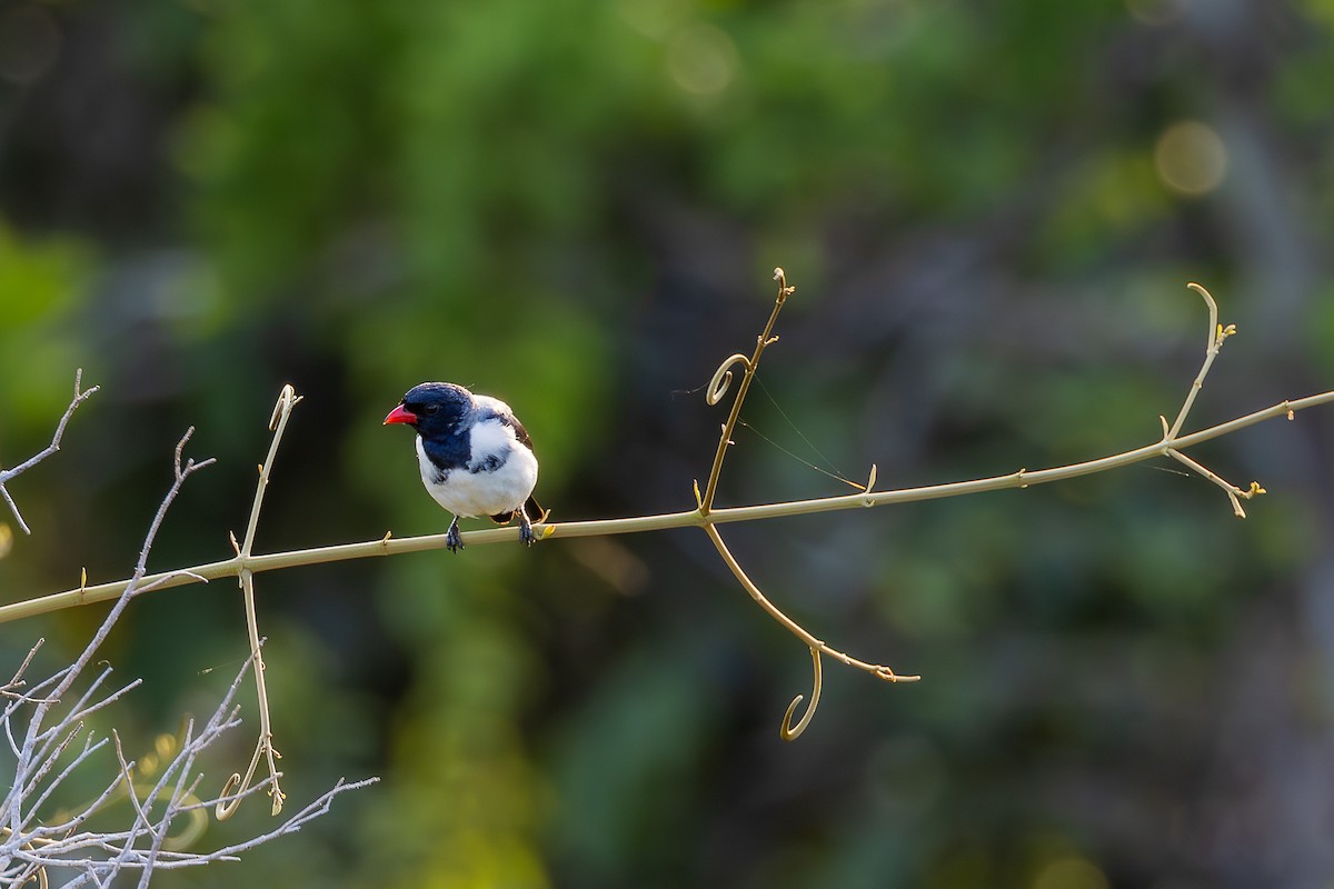 Red-billed Pied Tanager - ML608614756
