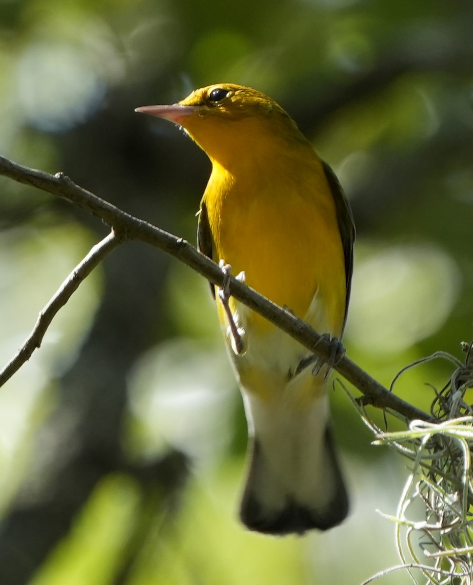 Prothonotary Warbler - ML608614890