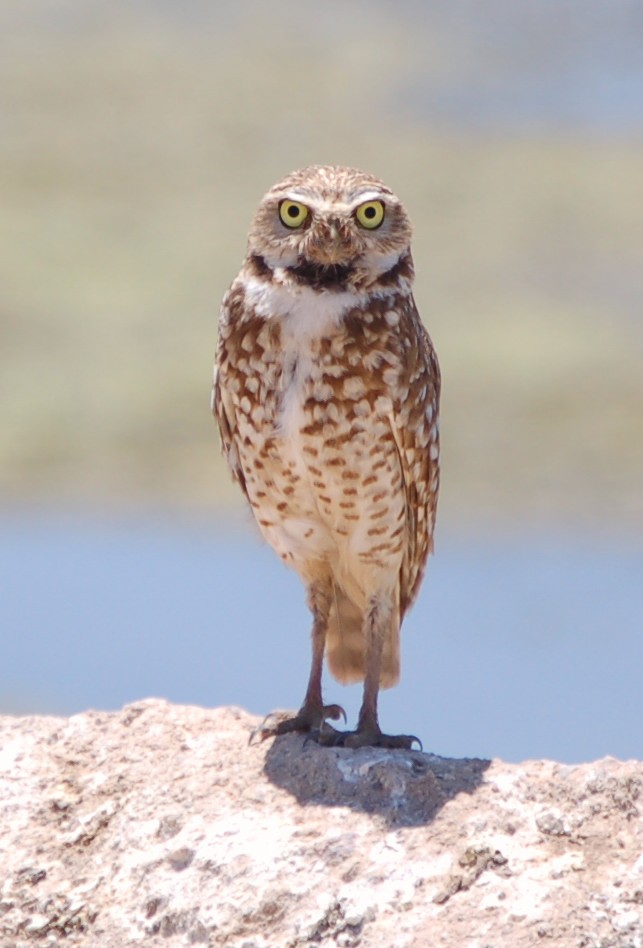 Burrowing Owl - Carolyn Roeber