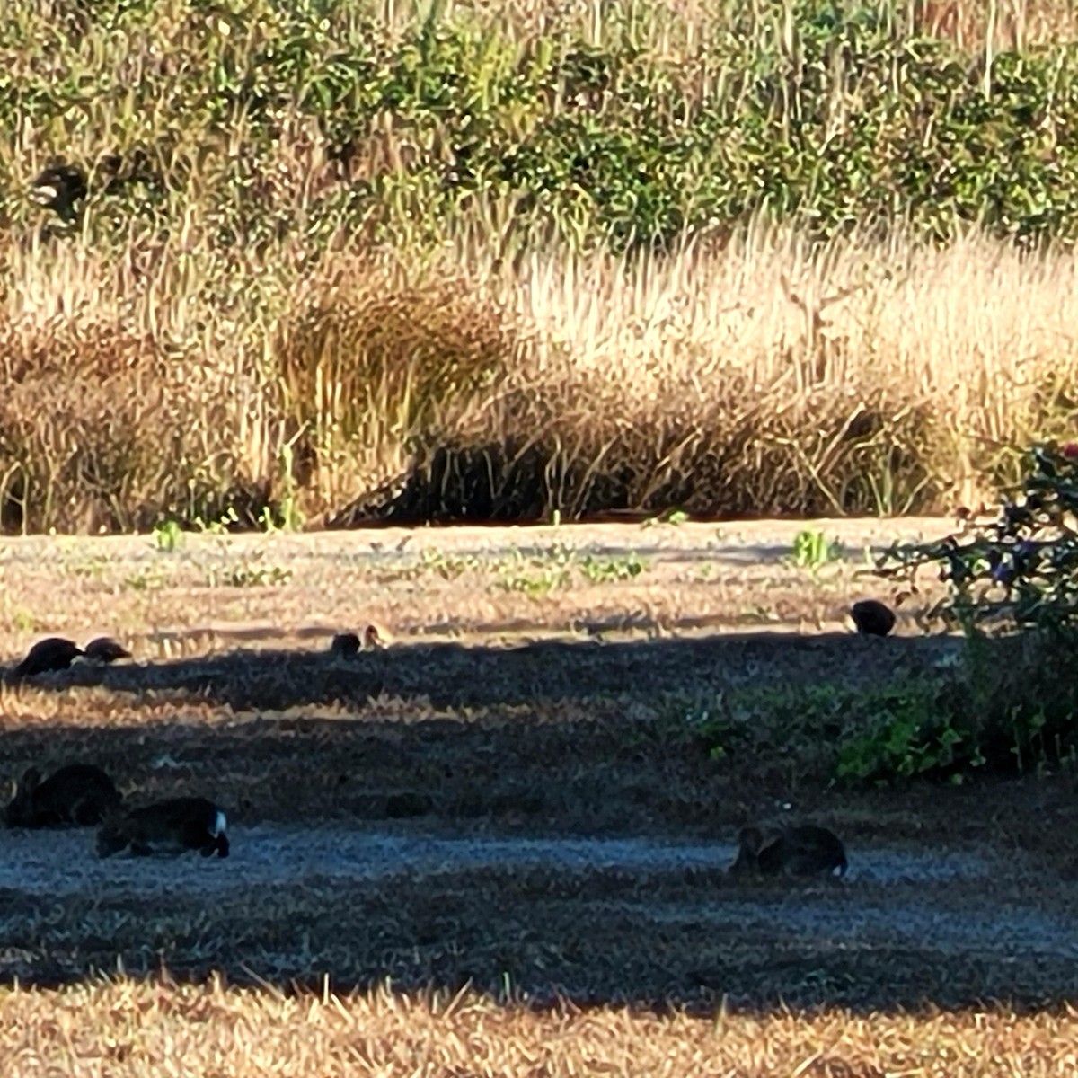 eBird Checklist - 8 Sep 2023 - San Bruno Mountain Park - 27 species