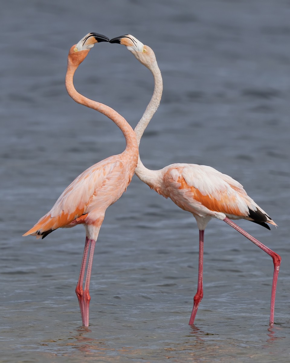 Amerika Flamingosu - ML608615229