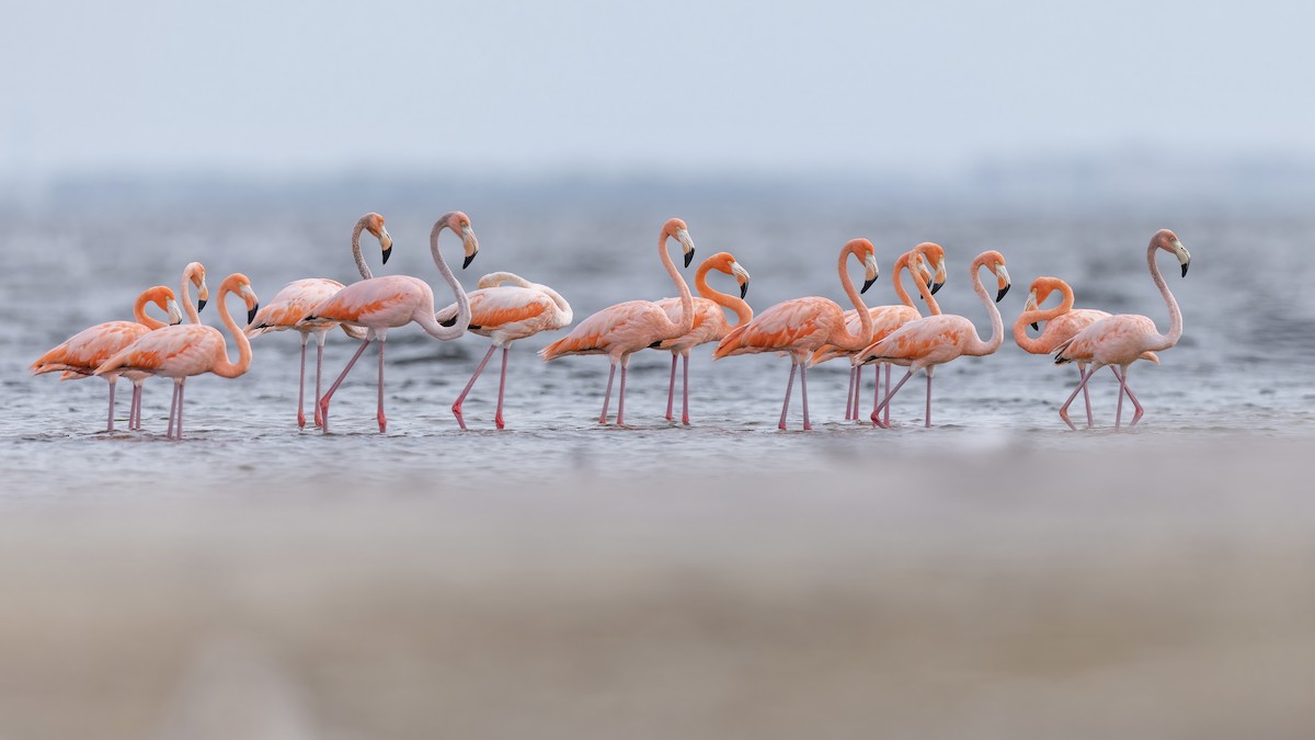 Amerika Flamingosu - ML608615234