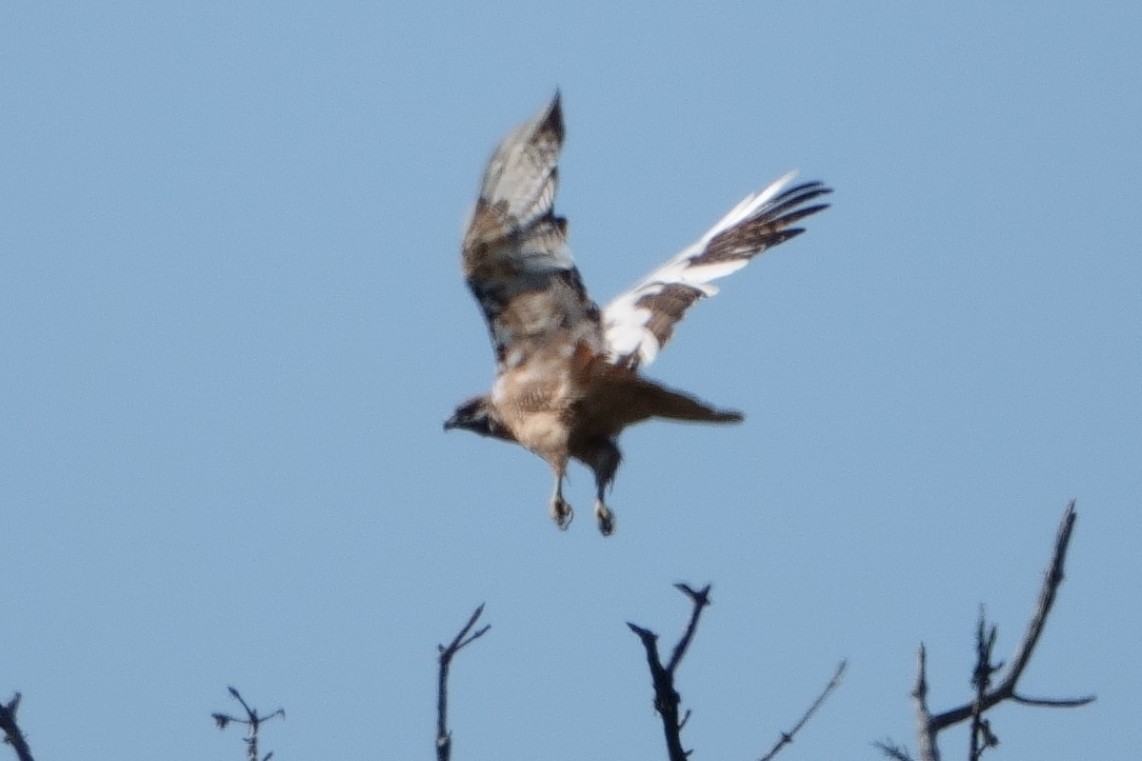 Red-tailed Hawk - ML608615398