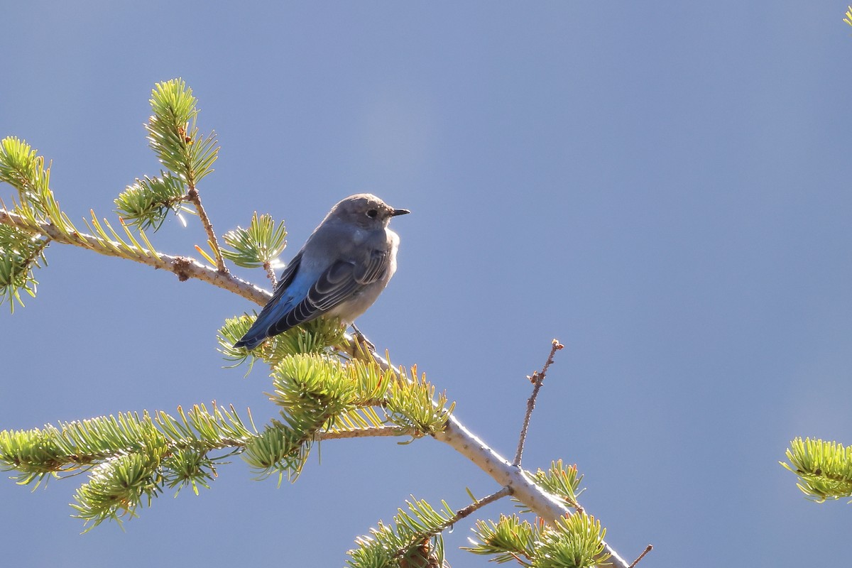 eBird Checklist 5 Sep 2023 Raven Roost Trailhead 3 species