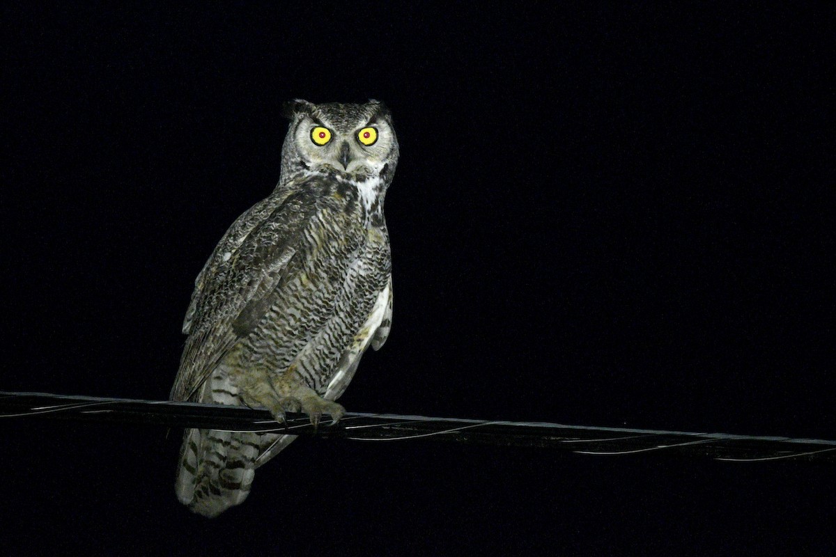Great Horned Owl - ML608616180