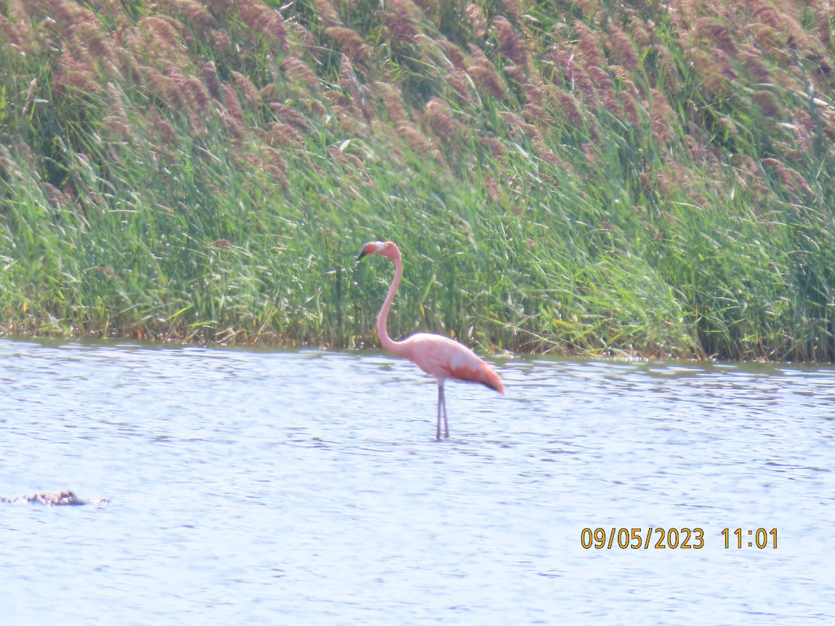 American Flamingo - ML608616335