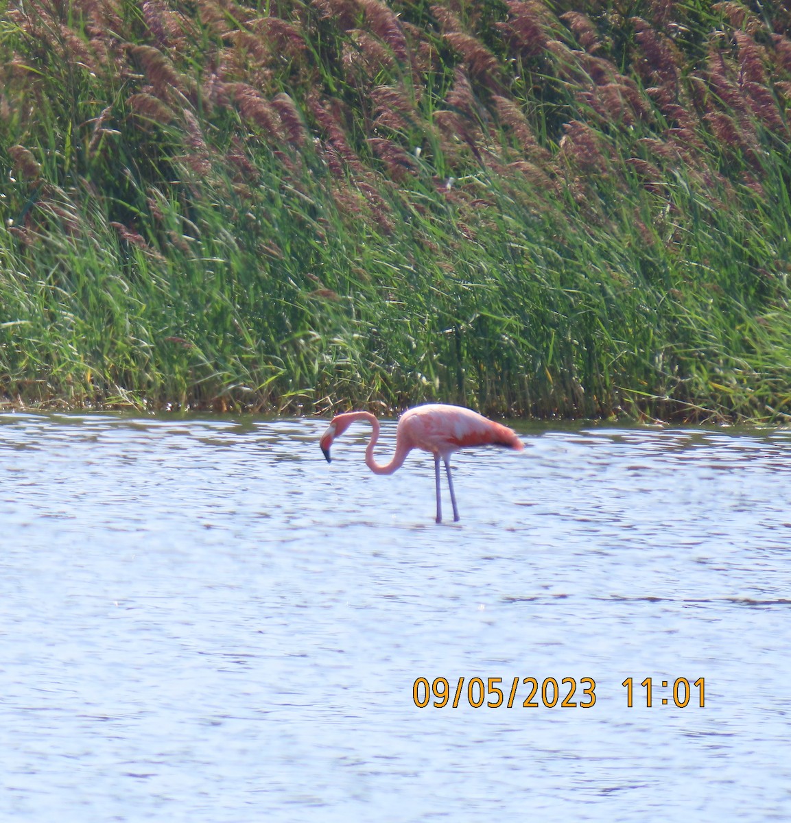 American Flamingo - ML608616341