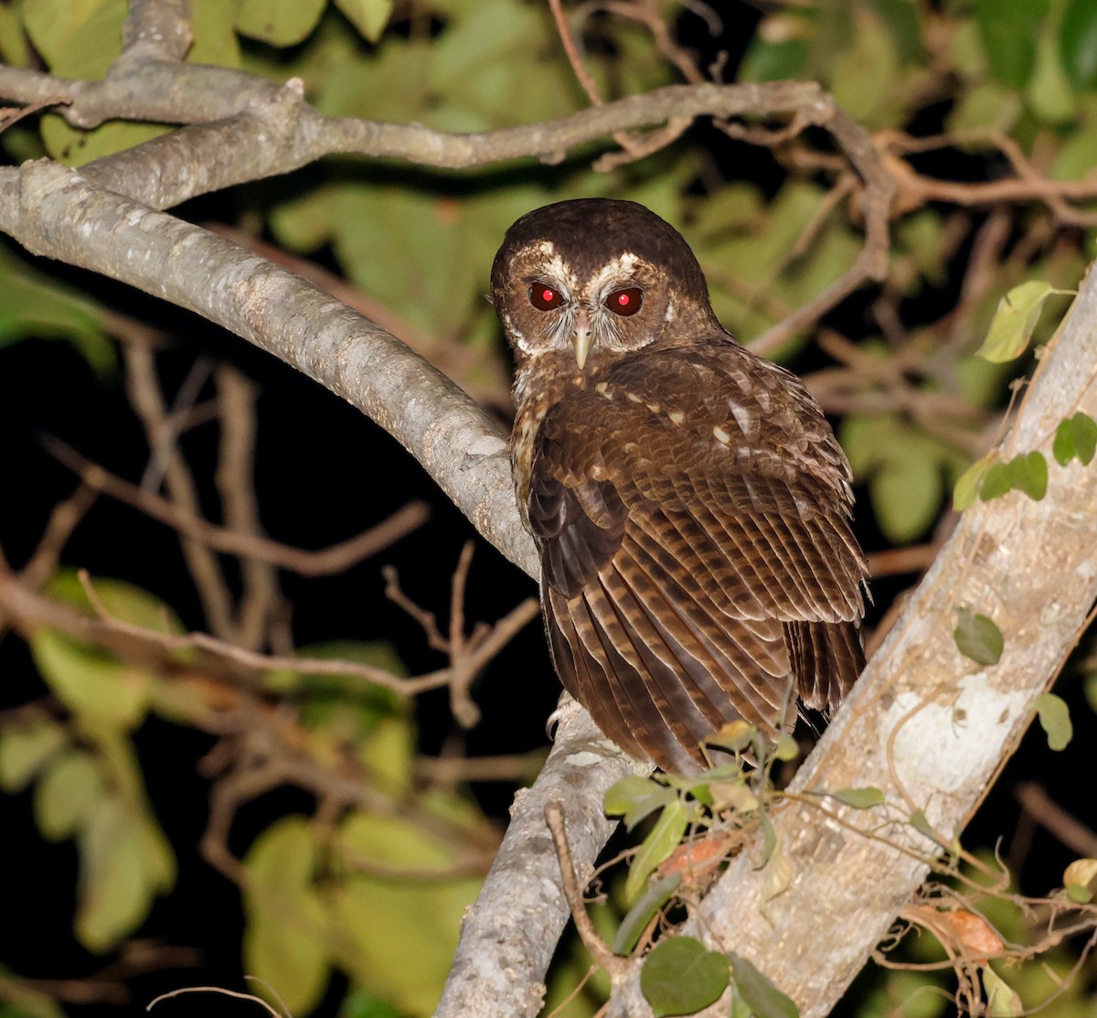 Mottled Owl - ML608616367