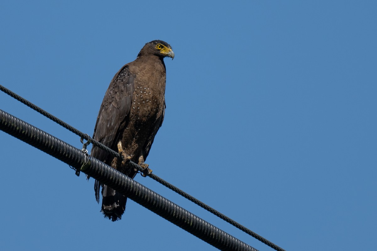 Crested Serpent-Eagle - ML608616888