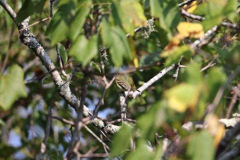 Yellow-bellied Flycatcher - Lynn Pollard