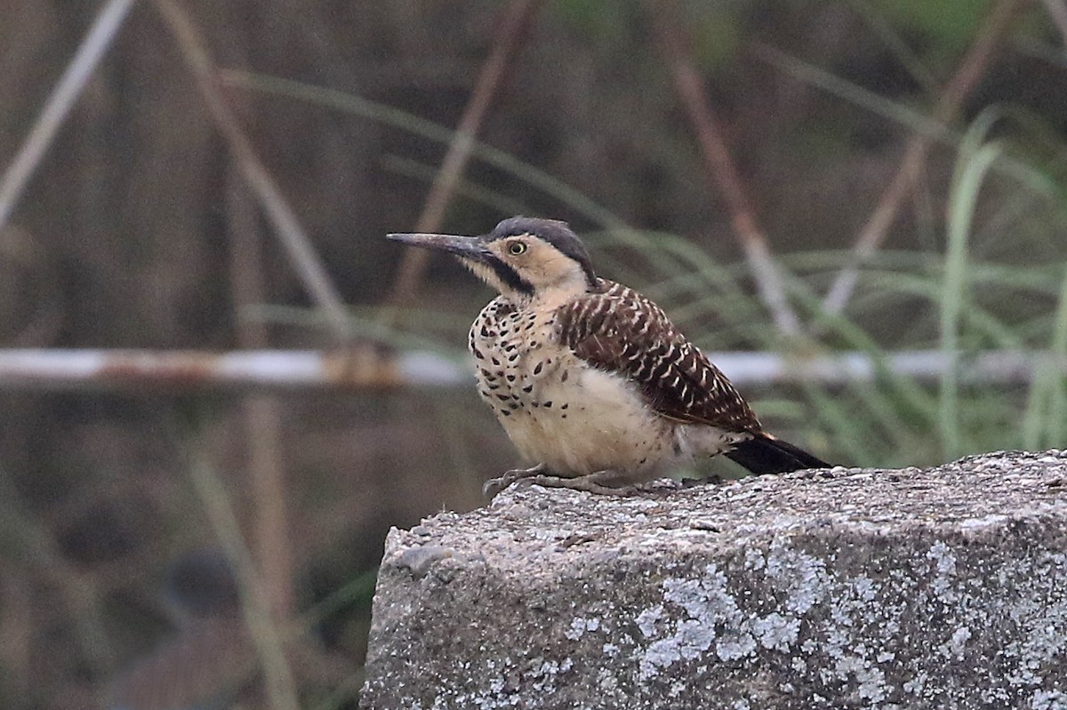 Andean Flicker (Southern) - ML608617037