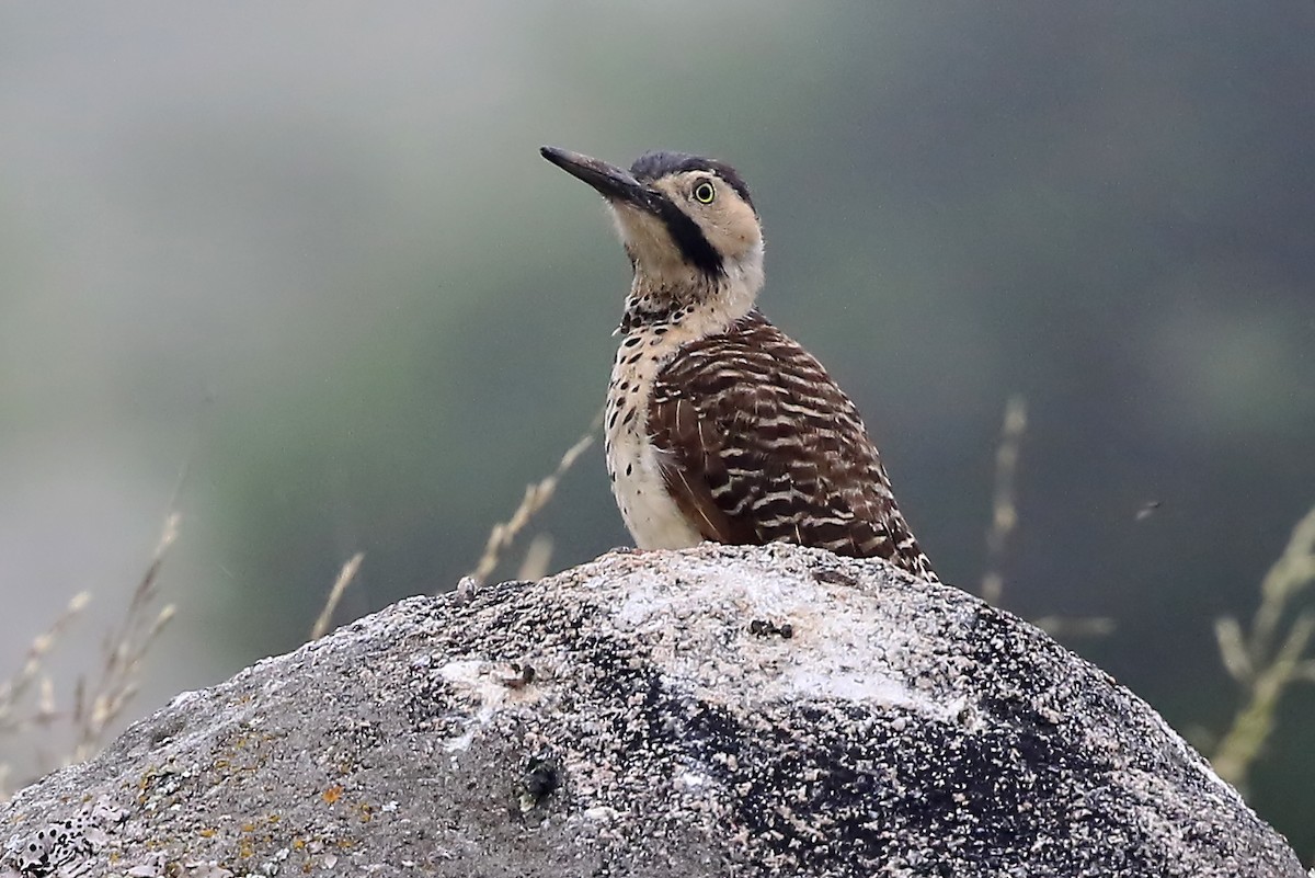 Andean Flicker (Southern) - Phillip Edwards