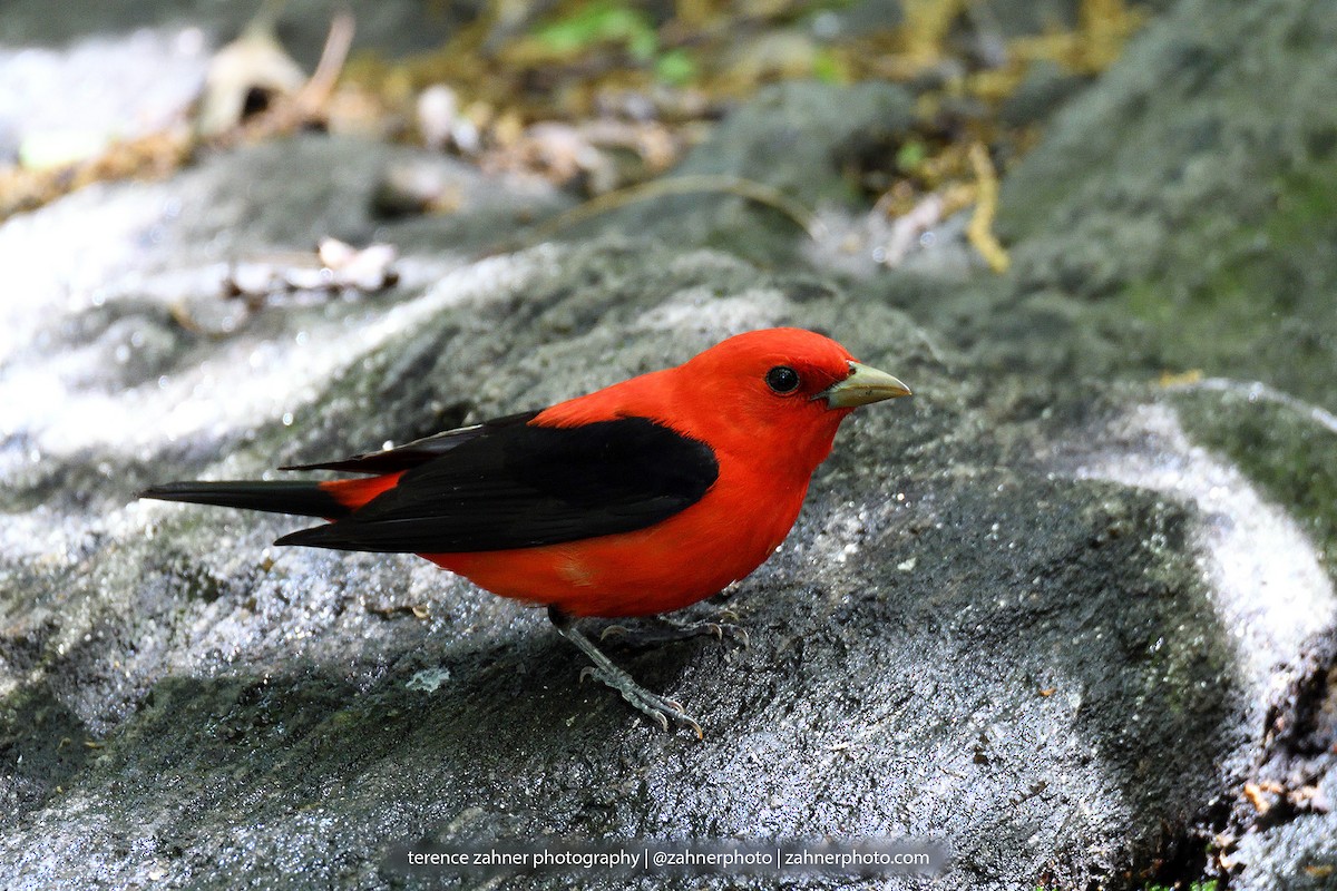 Scarlet Tanager - ML60861711