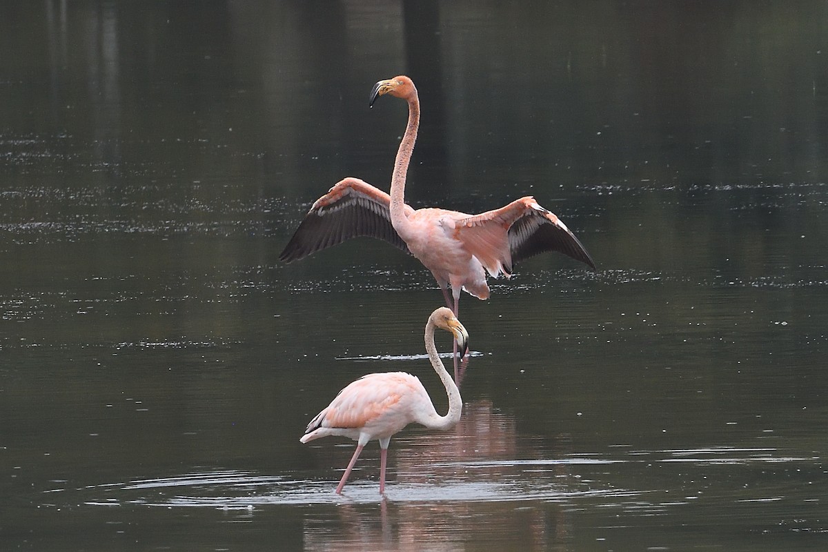 American Flamingo - Barry Blust