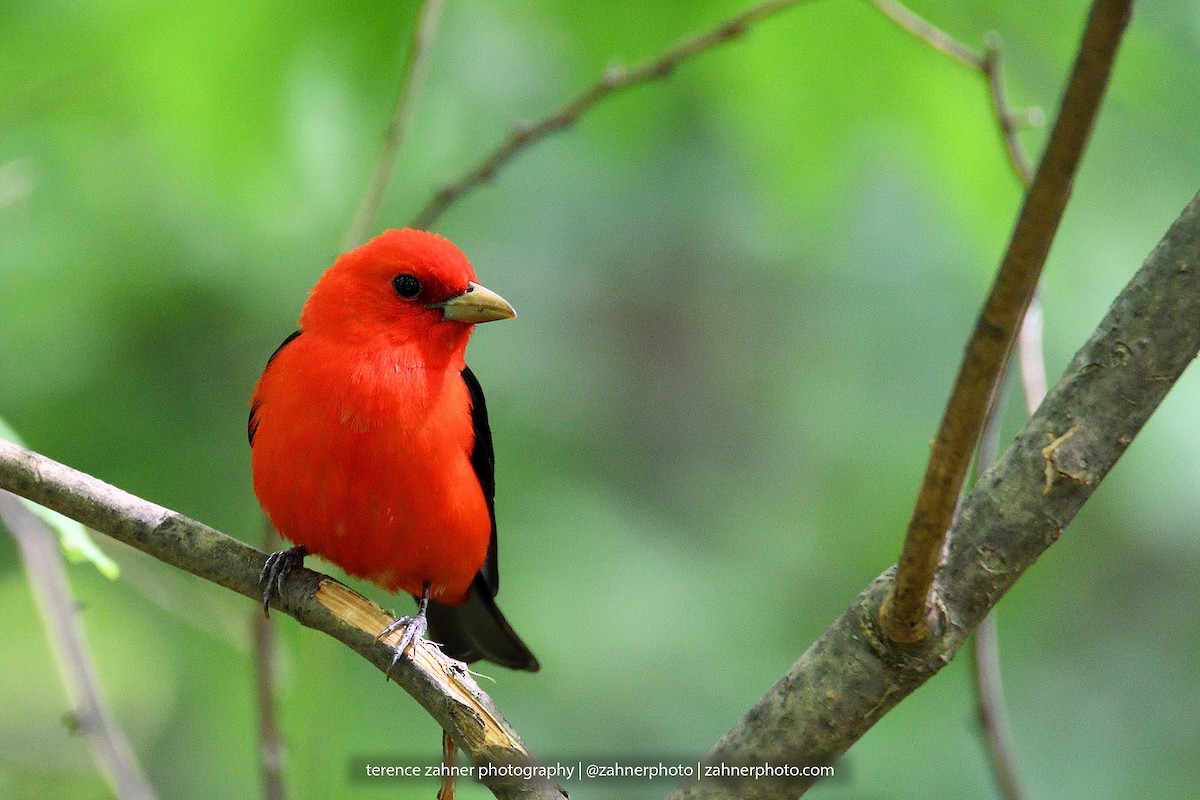 Scarlet Tanager - ML60861721