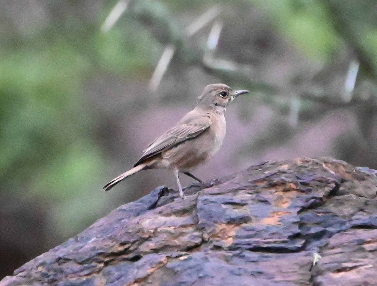 Brown-tailed Chat - ML608617594