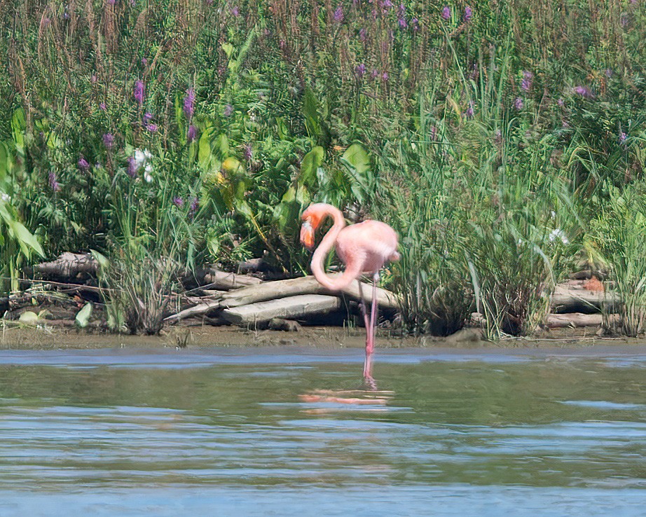 Amerika Flamingosu - ML608618125