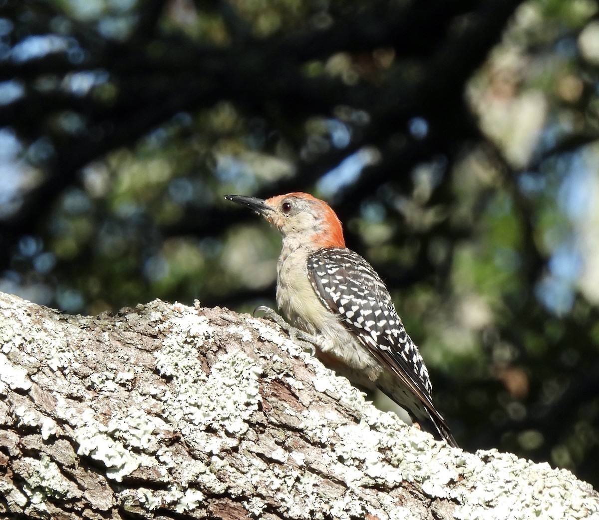 Red-bellied Woodpecker - ML608618460
