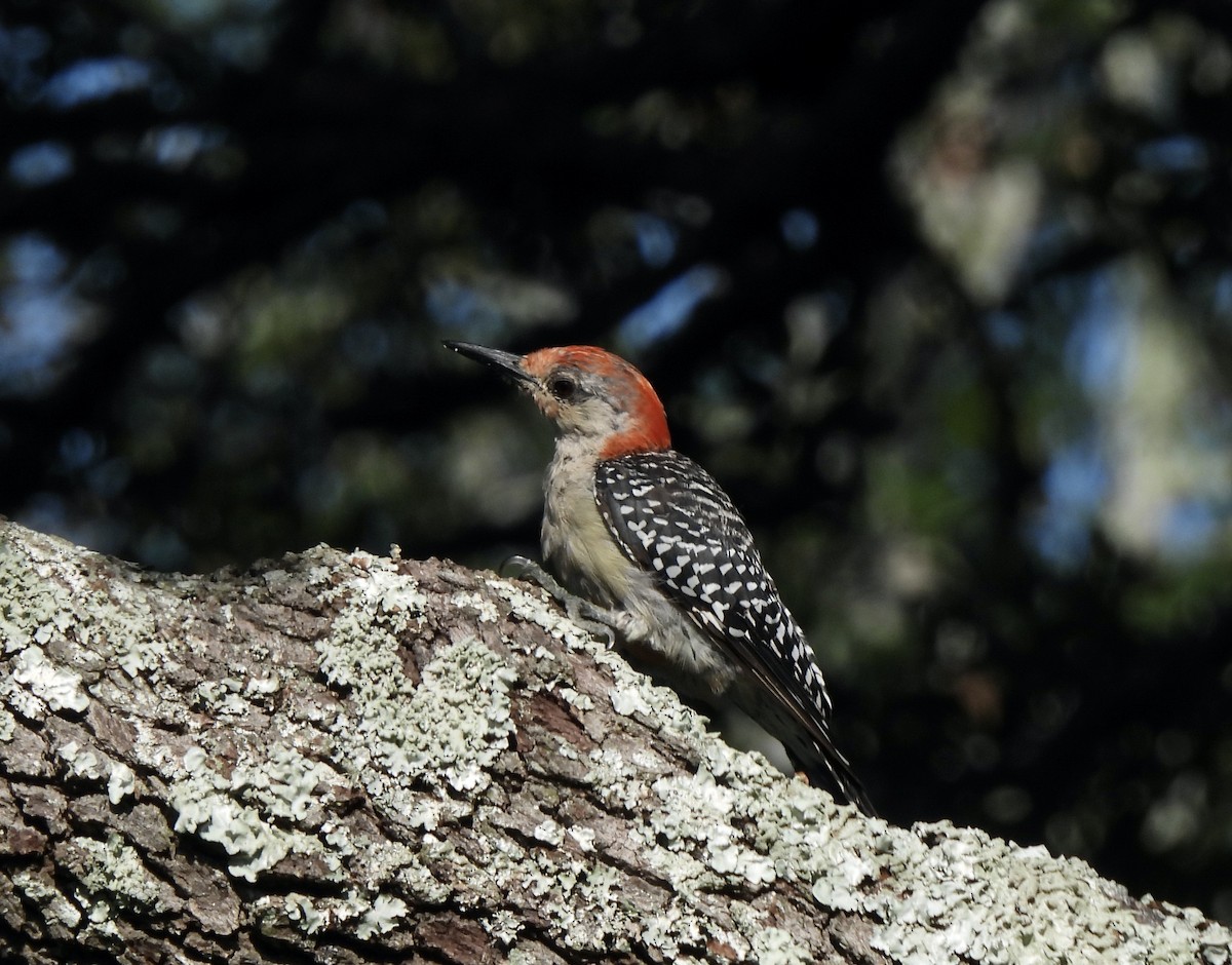 Red-bellied Woodpecker - ML608618461