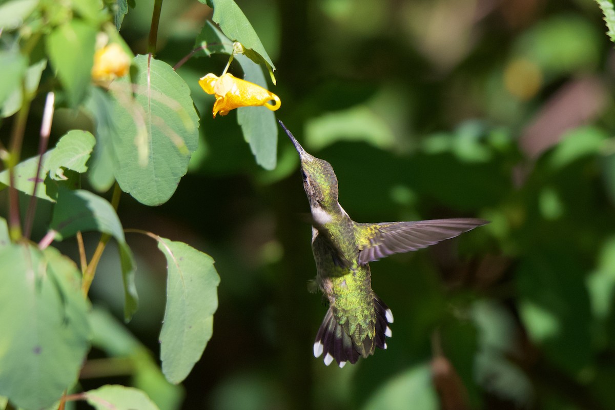 Ruby-throated Hummingbird - ML608619585