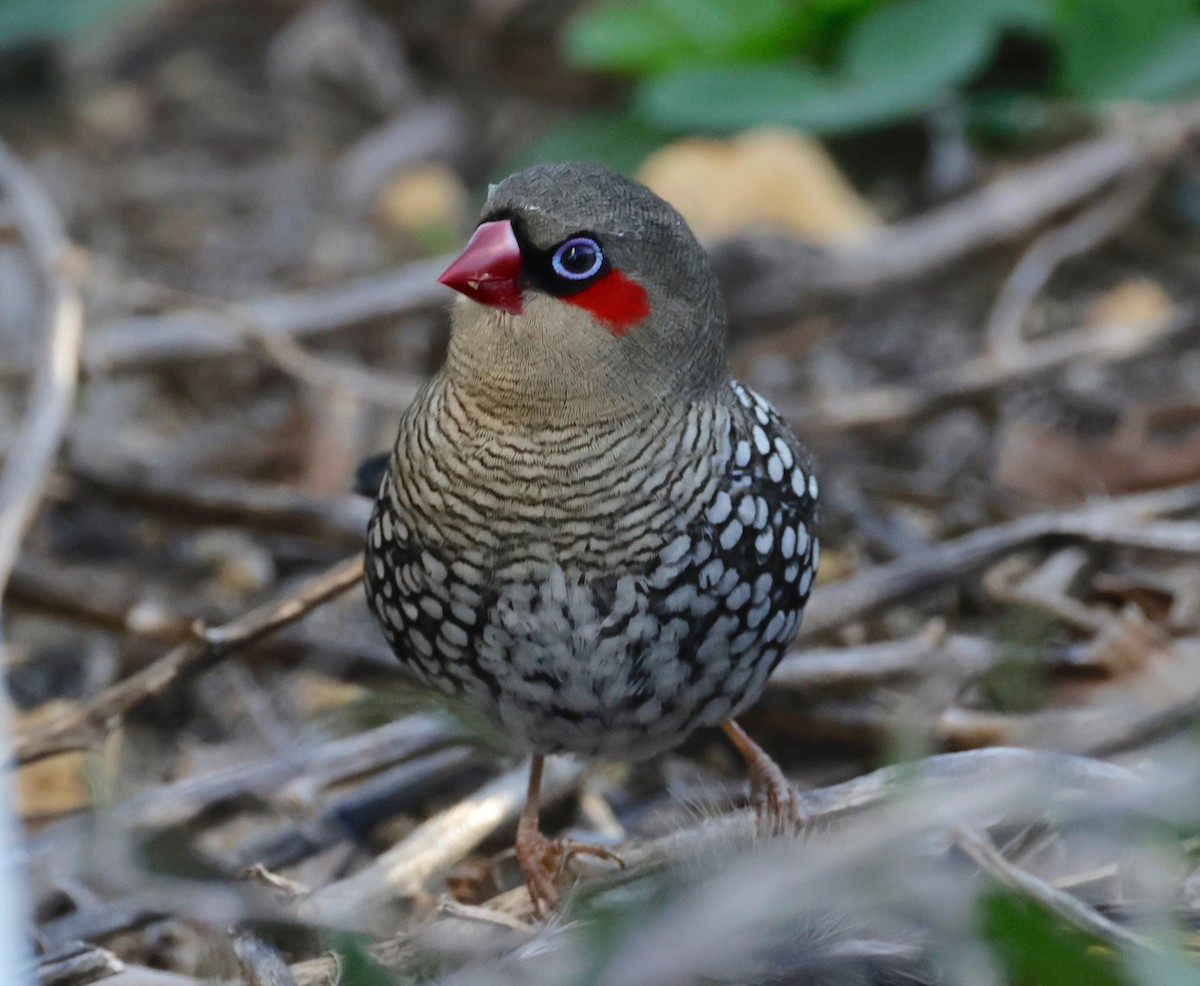 Red-eared Firetail - ML608619903