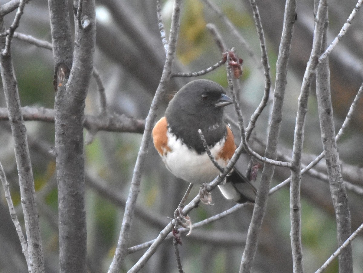 Spotted Towhee - ML608619943