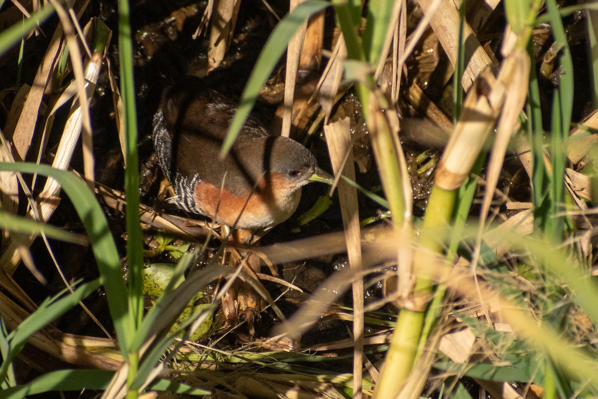 Rufous-sided Crake - ML608620212