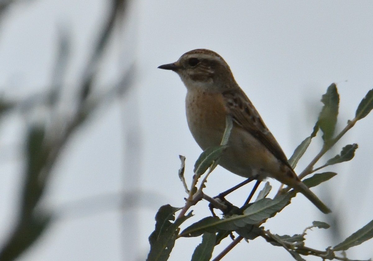 Whinchat - ML608620949