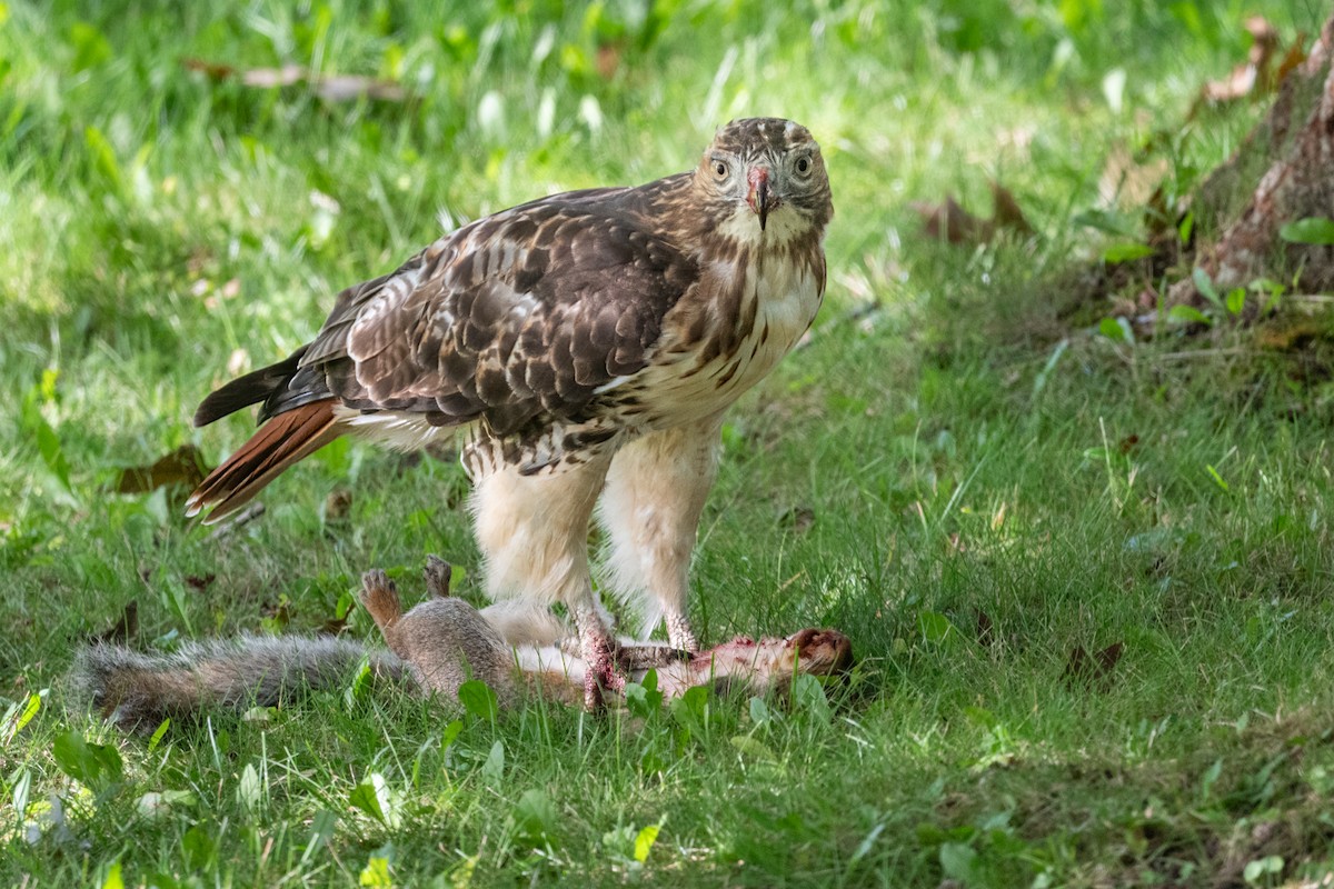Red-tailed Hawk - ML608621194
