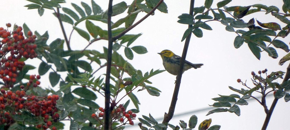 Black-throated Green Warbler - Brian Hill