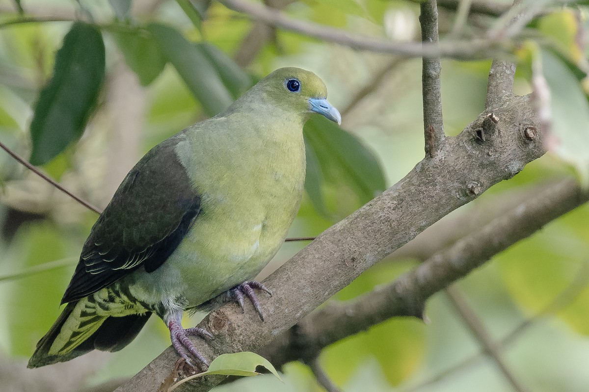 Whistling Green-Pigeon (Taiwan) - ML608621476