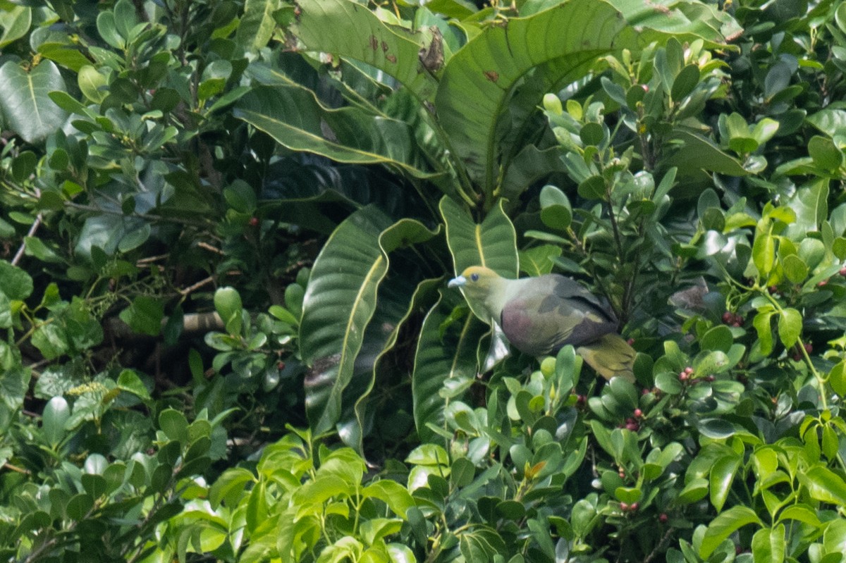 Whistling Green-Pigeon (Taiwan) - ML608621547